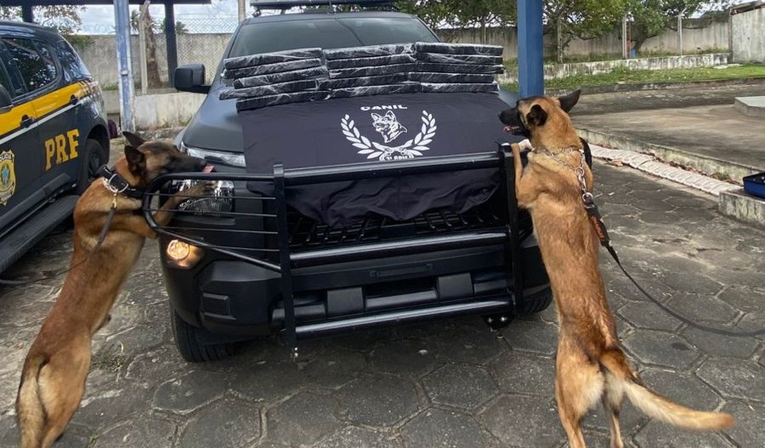 Cão farejador da PM localiza 17 kg de maconha em ônibus na BR-101, em São Sebastião
