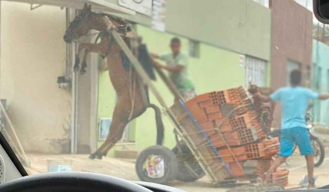 Burro fica suspenso em carroça com excesso de peso em Juazeiro do Norte