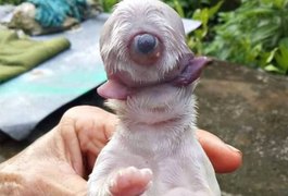 Ciclope: cachorro nasce com duas línguas, um olho e sem focinho