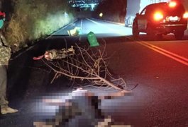 Motociclista morre após grave acidente na AL-115 em Palmeira dos Índios