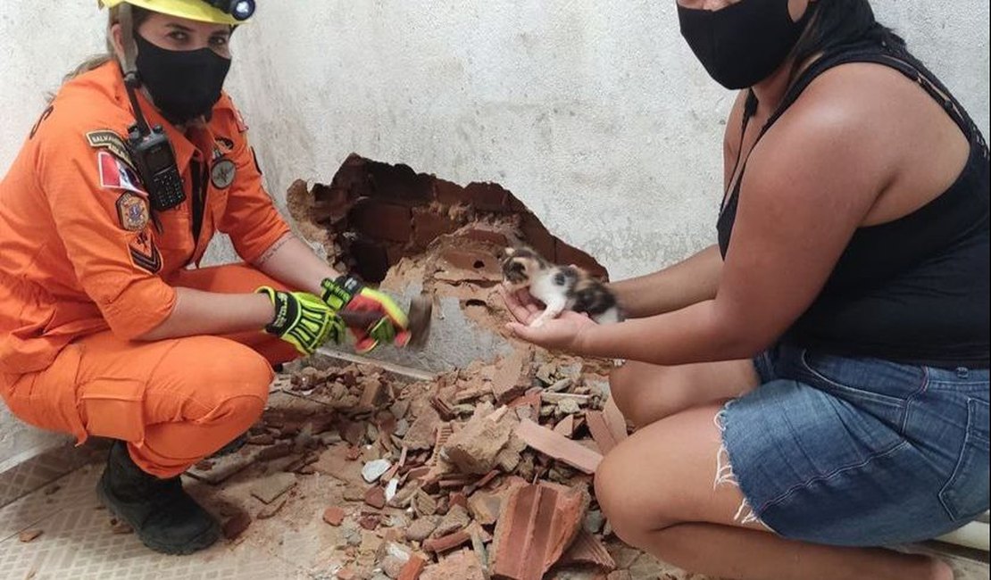 Gato é resgatado pelos bombeiros após ficar preso entre duas paredes em Porto Calvo