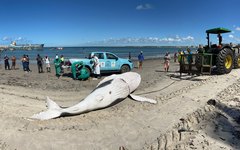 Filhote de Baleia-jubarte encontrado morto em Maceió