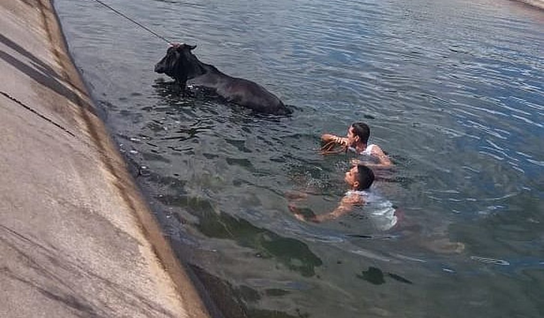 Vaca cai no Canal do Sertão e é resgatada pelos bombeiros, em Delmiro Gouveia