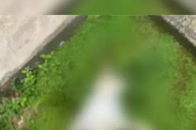 Moradores denunciam mortes e desaparecimento de animais com suspeita de envenenamento em condomínio de Maceió