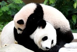 China lamenta que panda não seja mais espécie em risco para UICN