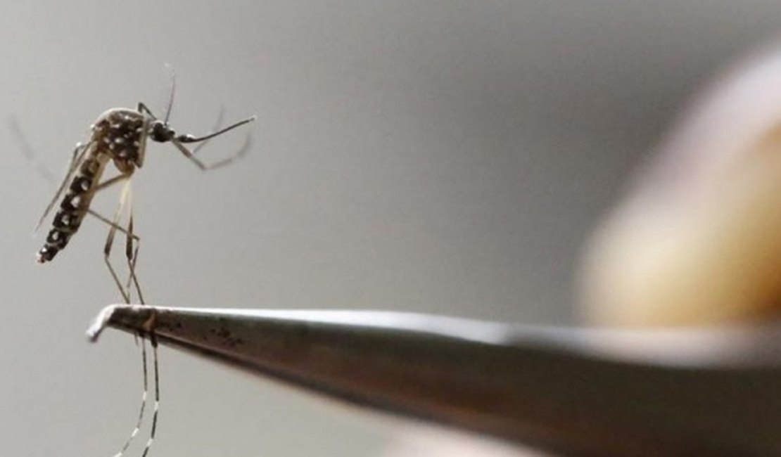 Mayaro: mais um vírus transmitido pelo Aedes aegypti que pode se espalhar