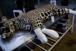 Com patas queimadas pelo fogo no Pantanal, onças-pintadas recebem tratamento com células-tronco