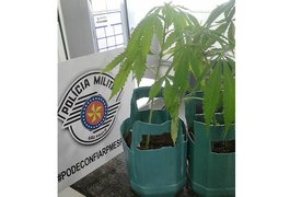 Pacientes são detidos por cultivo de maconha em quarto de hospital