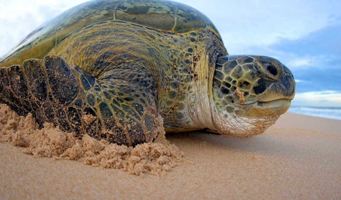 Começa desova de tartarugas marinhas nas praias do Brasil