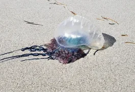 Criança de 1 ano é atingida por caravela-portuguesa na Praia do Francês