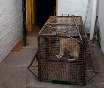 Casal de aposentados é encontrado morto dentro de casa com parte dos corpos comida por cães