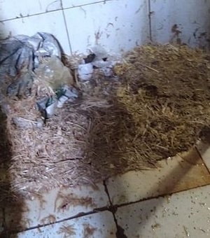 400 kg de carne estragada são recolhidos e avícola é interditada em Maceió