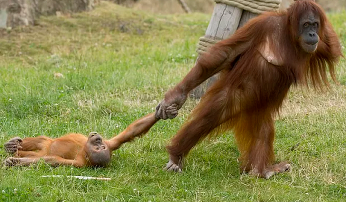 Macaco de 3 anos faz birra após mãe interromper brincadeira