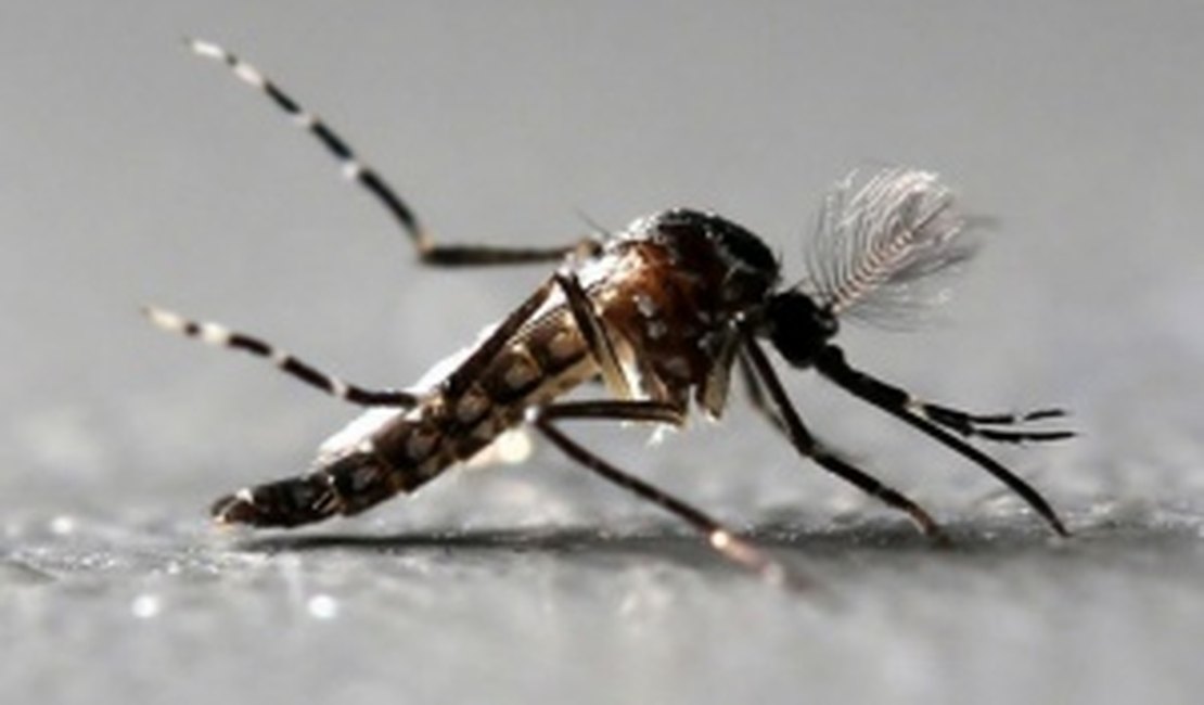 Febre amarela: risco de Aedes aegypti transmitir é baixo, dizem especialistas