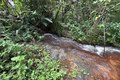 Rota do Cacau amplia ecoturismo e preservação ambiental em Matriz de Camaragibe