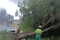 Árvore cai sobre rede elétrica e atinge residência na Jatiúca, em Maceió