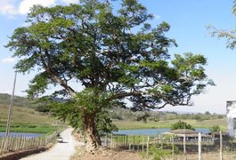 Reunião científica da sistemática da espécie Arapiraca segue com inscrições abertas até a terça (8)