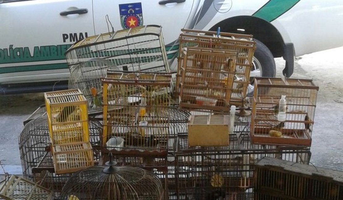 Polícia resgata mais de 50 pássaros silvestres em feiras livres de Alagoas