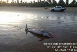 Golfinhos machos são encontrados mortos em Feliz Deserto