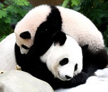 China lamenta que panda não seja mais espécie em risco para UICN