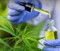 Associação Regenera Obtém Autorização Judicial para Cultivo de Cannabis Medicinal em Alagoas