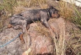 Polícia identifica homens que enterraram cachorro vivo em São Miguel dos Campos