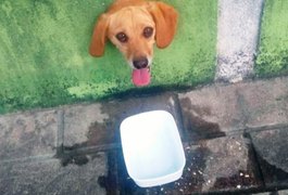 Cachorro fica com cabeça presa em muro e é socorrido por Bombeiros em Arapiraca