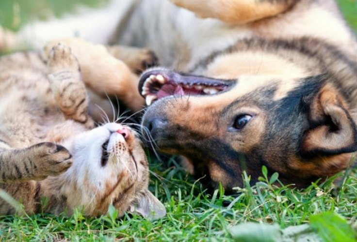 CCJ aprova criminalização de agressões contra cães e gatos