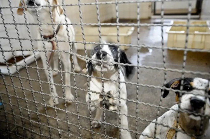 MPAL denuncia dois homens por maus-tratos a animais