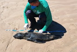 Lobo-marinho é encontrado morto em Feliz Deserto
