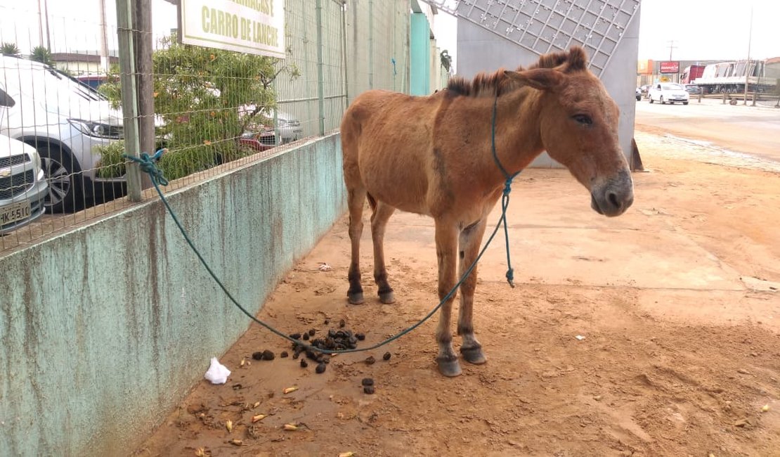 Cavalo é abandonado, amarrado ao muro do HEA, em Arapiraca