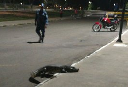 |Vídeo| População encontra Jacaré nas ruas do Lago da Perucaba em Arapiraca