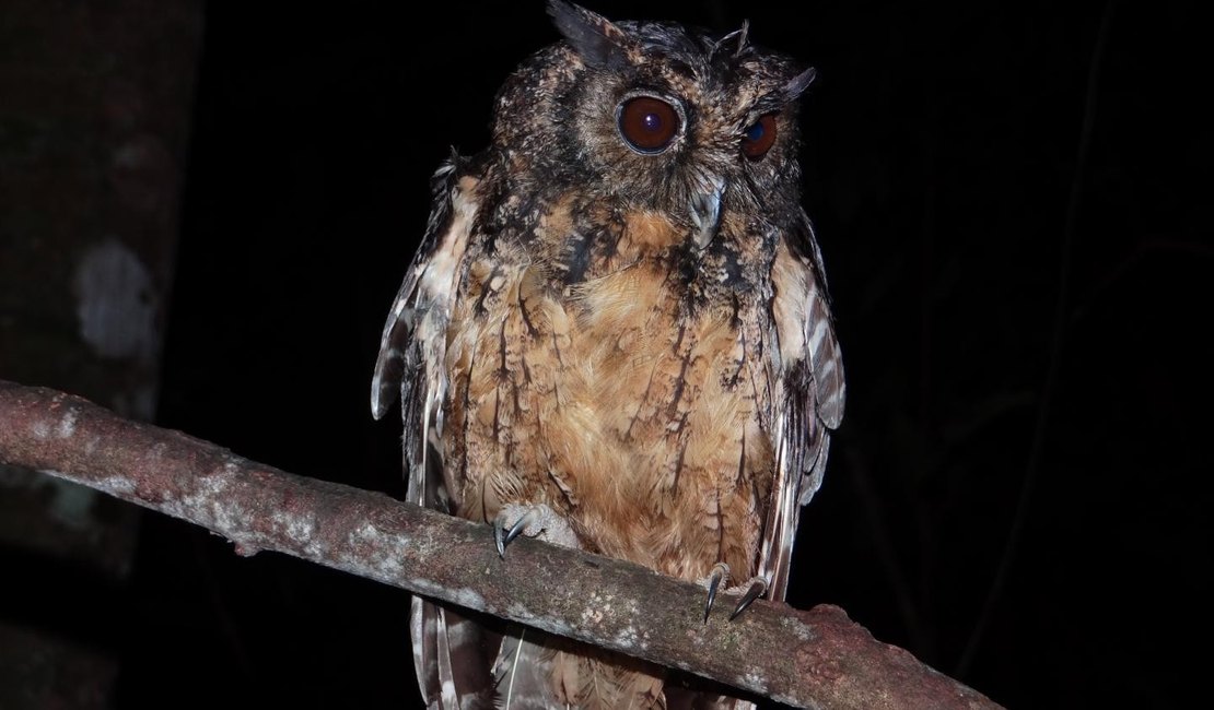 Espécie de coruja ameaçada de extinção é encontrada em Alagoas