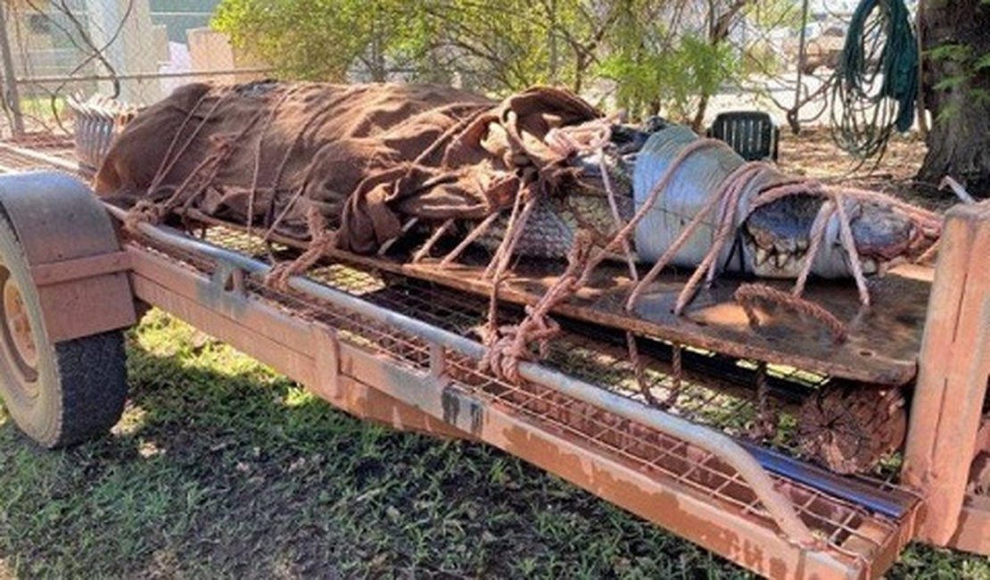 Crocodilo de 4,4 metros e com mordida mais forte do reino animal é capturado em parque movimentado