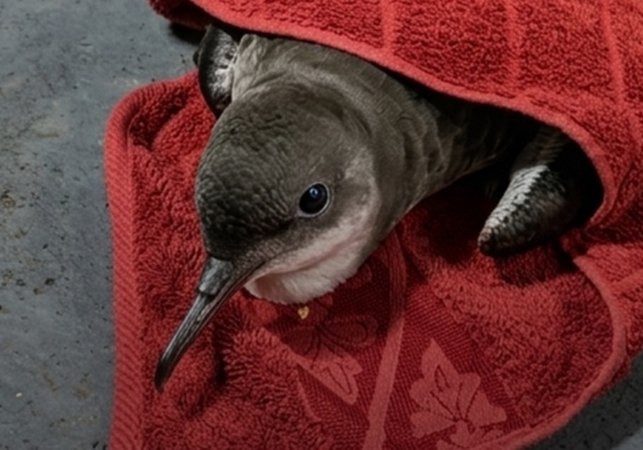 Ave marinha debilitada é resgatada na Praia de Jatiúca, em Maceió