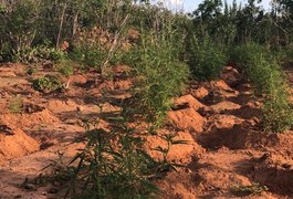 2 mil pés de maconha são encontrados em propriedade rural de Mata Grande