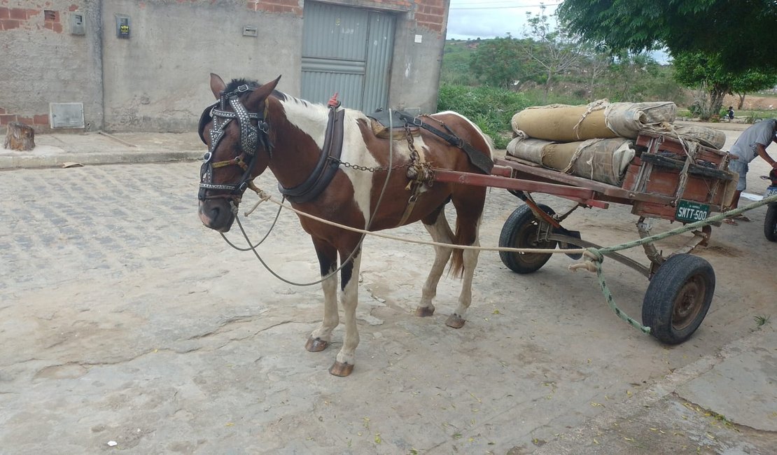Jovem foge com cavalo e carroça de homem que estava trabalhando em residência, em Arapiraca