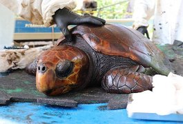 20 animais já foram vítimas de desastre ambiental provocado por petróleo, em Alagoas