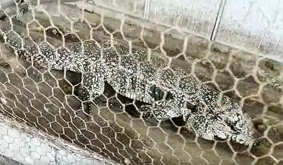 Polícia resgata cobras, pássaros e outros animais em cativeiro no Trapiche da Barra, Maceió