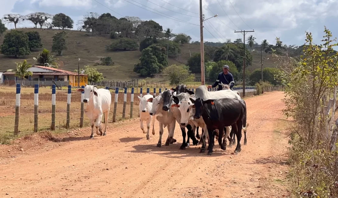 Programa Mais Pecuária Brasil melhora qualidade do rebanho bovino em Penedo