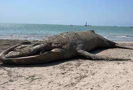 Baleia jubarte é encontrada morta em praia de Maceió