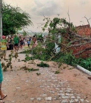 Árvore é atingida por raio e desaba em cima de residências em Santana do Ipanema
