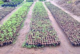 São Miguel dos Campos aposta na planta Crotalária para combater o Aedes aegypti