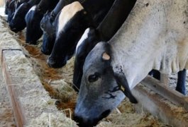 Governo distribui uma tonelada de bagaço de cana a pequenos produtores do Semiárido