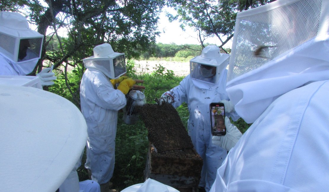 Expedição em cidade alagoana mostra como a apicultura pode transformar vidas