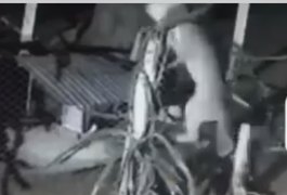 Mistério em Craíbas: mais de 20 animais aparecem mortos sem sangue e vídeo de onça pode explicar ataques