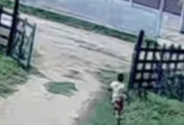 Em vídeo com repercussão nacional, menino salva primo de 5 anos de manada de bois, em Palmeira dos Índios; assista