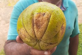 Vídeo. Laranja-Bahia pesando mais de um quilo é colhida em sítio na zona rural de Lagoa da Canoa