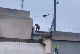 Cão da raça pitbull é visto em telhados de residências no Centro de Arapiraca