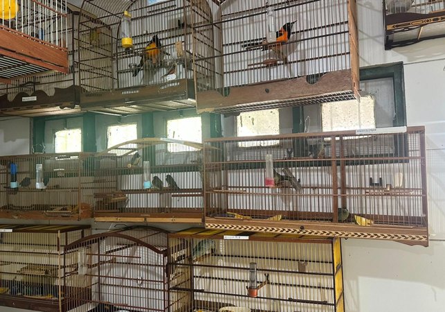 Cetas recebe aves em situação de maus-tratos após apreensão no Aeroporto Internacional Zumbi dos Palmares